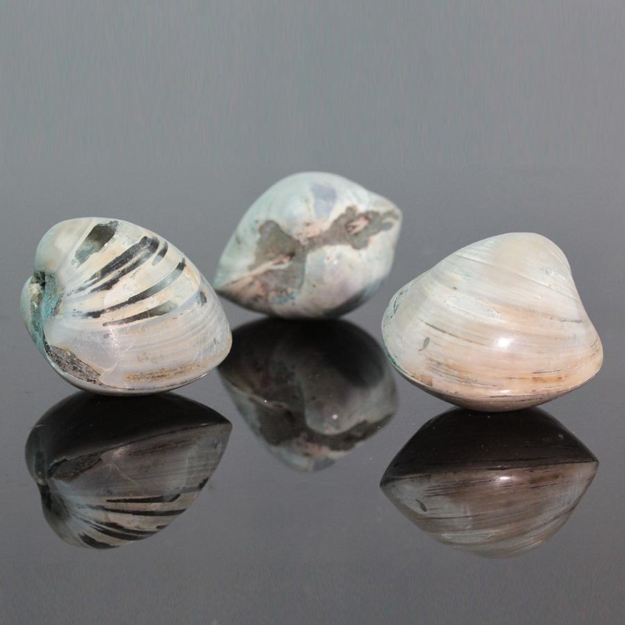 LRG Bivalve Majunga Drilled Pendant (Dakota Stones Exclusive) 25-35x40mm Top Drill Bead